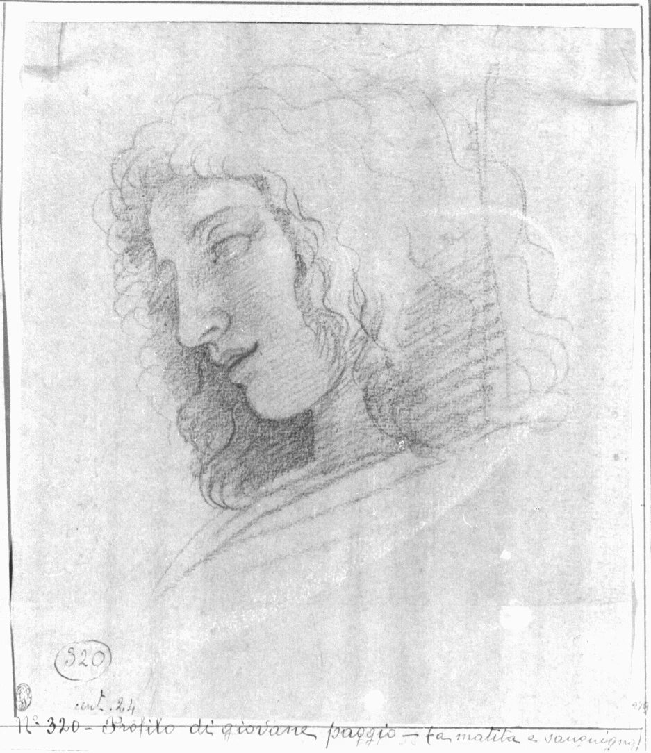 Testa di giovane di profilo - Pinacoteca Brera, Milano