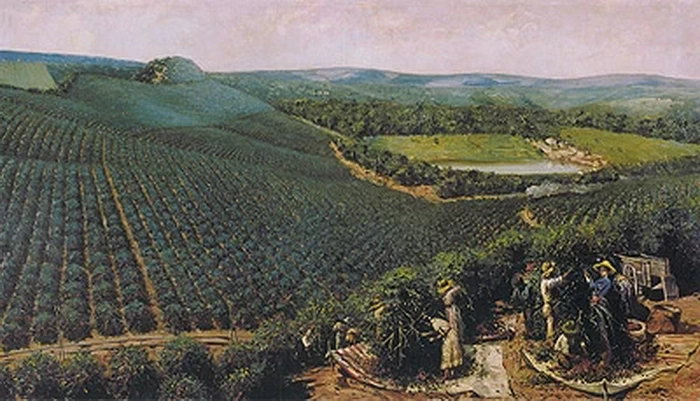 Antonio Ferrigno 10 Fattoria della Baronessa di Serra Negra San Paolo