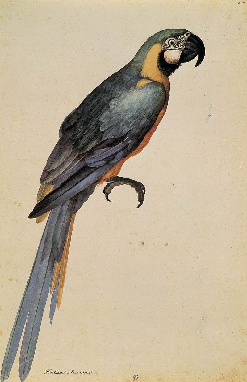 20 Ligozzi Jacopo Psittacus Araruna Firenze